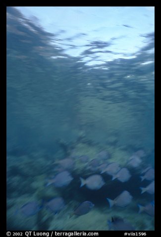 Blue fish school with blur. Virgin Islands National Park, US Virgin Islands.