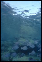 Blue fish school with blur. Virgin Islands National Park, US Virgin Islands. (color)