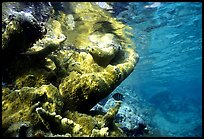 Coral and water surface. Virgin Islands National Park, US Virgin Islands.