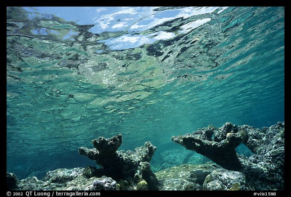 Elkhorn coral. Virgin Islands National Park, US Virgin Islands.