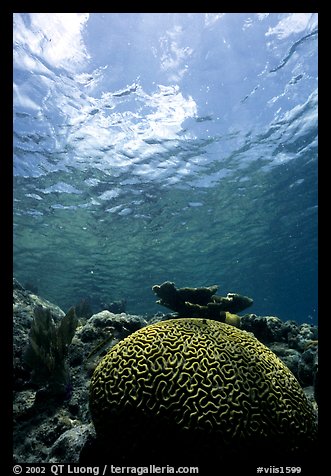 Brain coral. Virgin Islands National Park, US Virgin Islands.