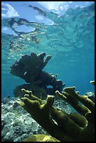 Elkhorn coral underwater. Virgin Islands National Park, US Virgin Islands.