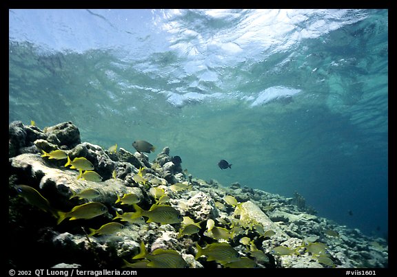 School of yellow fish. Virgin Islands National Park (color)