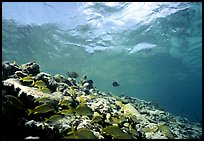 School of yellow fish. Virgin Islands National Park ( color)