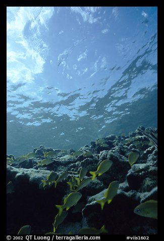 Fish over reef and bright surface. Virgin Islands National Park, US Virgin Islands.