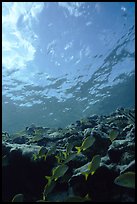 Fish over reef and bright surface. Virgin Islands National Park, US Virgin Islands. (color)