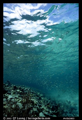 Water surface and fish over reef. Virgin Islands National Park (color)