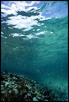 Water surface and fish over reef. Virgin Islands National Park, US Virgin Islands.