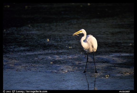 Great white egret. Virgin Islands National Park (color)