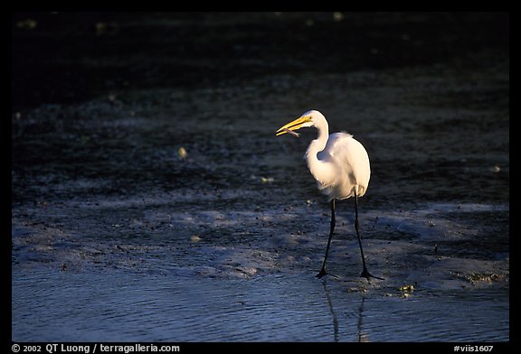 Great white egret. Virgin Islands National Park, US Virgin Islands.