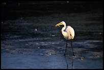 Great white egret. Virgin Islands National Park ( color)