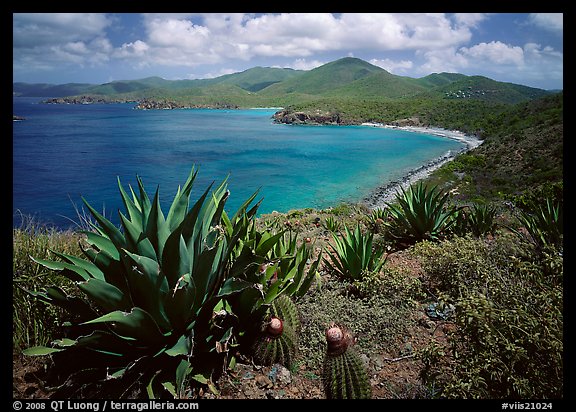 Agaves and cactus, and turquoise waters, Ram Head. Virgin Islands National Park, US Virgin Islands.