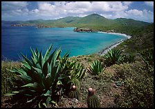 Agaves and cactus, and turquoise waters, Ram Head. Virgin Islands National Park, US Virgin Islands.