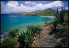 Agave and tropical turquoise waters on Ram Head. Virgin Islands National Park ( color)