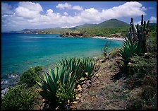 Agave on Ram Head. Virgin Islands National Park ( color)