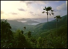 Coral Harbor seen from Centerline Road, morning. Virgin Islands National Park ( color)