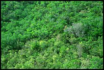 Tropical forest. Virgin Islands National Park, US Virgin Islands. (color)