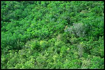 Tropical forest. Virgin Islands National Park, US Virgin Islands.