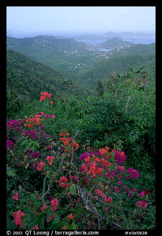 Bougainvillea flowers and view from ridge. Virgin Islands National Park, US Virgin Islands.