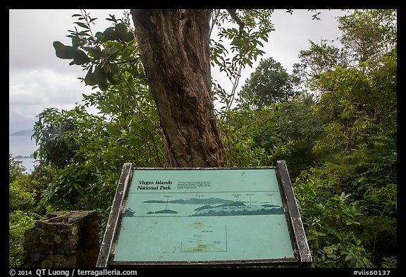 Tree obscuring view, interpretive sign. Virgin Islands National Park (color)
