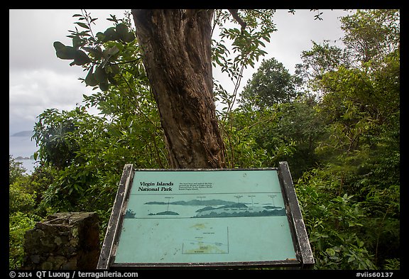 Tree obscuring view, interpretive sign. Virgin Islands National Park, US Virgin Islands.