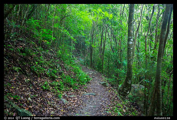 Reef Bay trail. Virgin Islands National Park (color)