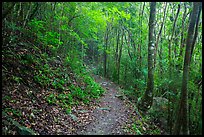 Reef Bay trail. Virgin Islands National Park, US Virgin Islands.