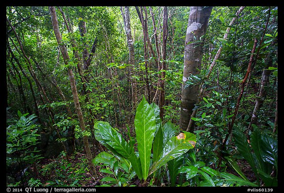 Moist sub-tropical forest, Reef Bay Valley. Virgin Islands National Park (color)