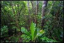 Moist sub-tropical forest, Reef Bay Valley. Virgin Islands National Park ( color)