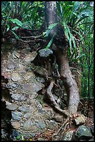 Tree growing on ruined wall, Josie Gut Sugar Estate. Virgin Islands National Park ( color)