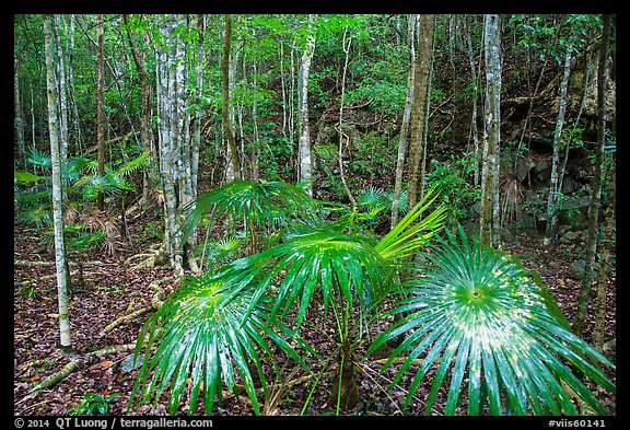 Undergrowth, moist sub-tropical forest. Virgin Islands National Park (color)
