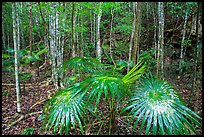 Undergrowth, moist sub-tropical forest. Virgin Islands National Park ( color)