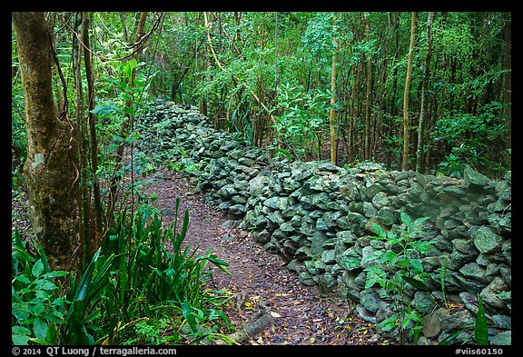 Trail bordered by rock wall. Virgin Islands National Park, US Virgin Islands.