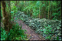 Trail bordered by rock wall. Virgin Islands National Park ( color)