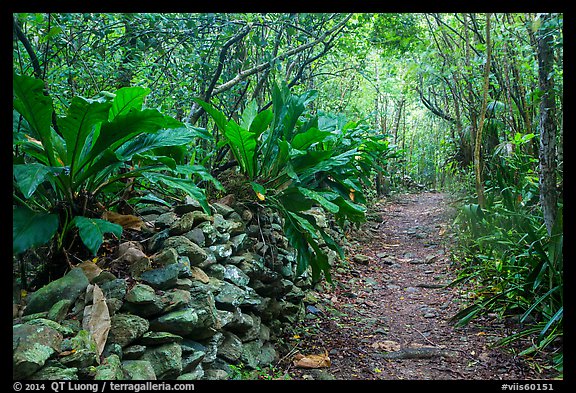 Trail and overgrown rock wall. Virgin Islands National Park, US Virgin Islands.