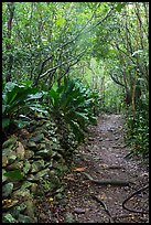 Trail and plants growing on rock wall. Virgin Islands National Park, US Virgin Islands.