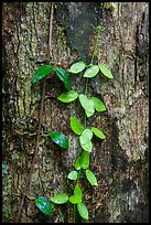 Close-up of leaves and trunk. Virgin Islands National Park ( color)