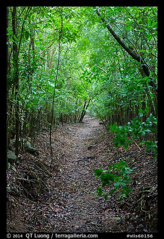 Petroglyph Trail. Virgin Islands National Park (color)