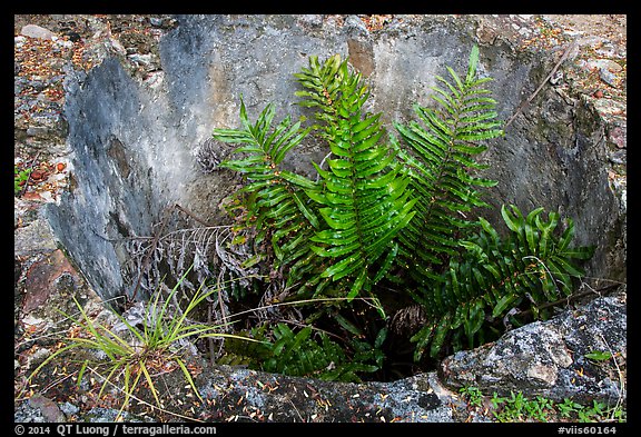 Fern growing in well, Reef Bay sugar factory. Virgin Islands National Park (color)