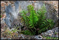 Fern growing in well, Reef Bay sugar factory. Virgin Islands National Park ( color)