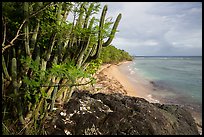 Cactus and Reef Bay. Virgin Islands National Park ( color)
