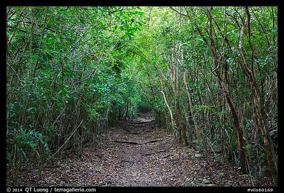 Trail in dry tropical forest. Virgin Islands National Park (color)