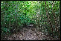 Trail in dry tropical forest. Virgin Islands National Park, US Virgin Islands.