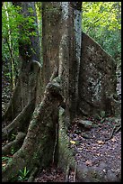 Buttresses of kapok tree. Virgin Islands National Park ( color)