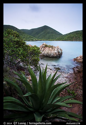 Agave, rock, Great Lameshur Bay. Virgin Islands National Park (color)