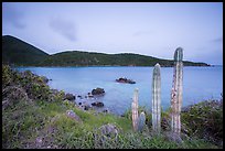 Cactus, Great Lameshur Bay from Yawzi Point. Virgin Islands National Park ( color)