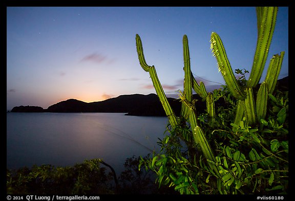 Cactus from Yawzi Point at sunset. Virgin Islands National Park (color)