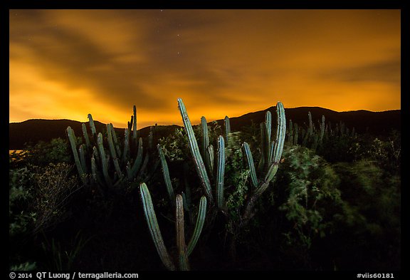 Cactus from Yawzi Point at night. Virgin Islands National Park, US Virgin Islands.