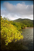 Shore tree, Great Lameshur Bay, and green hills. Virgin Islands National Park ( color)
