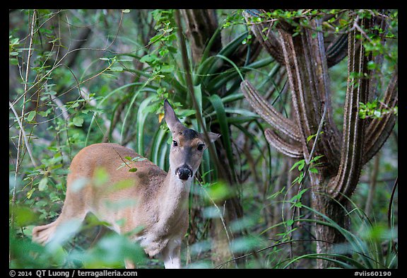 Deer and cactus, Yawzi Point. Virgin Islands National Park, US Virgin Islands.